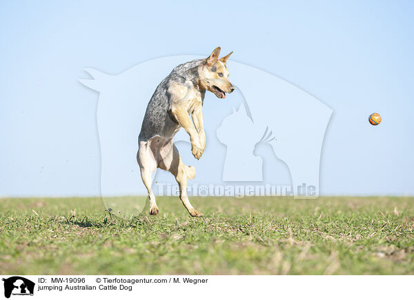 springender Australian Cattle Dog / jumping Australian Cattle Dog / MW-19096