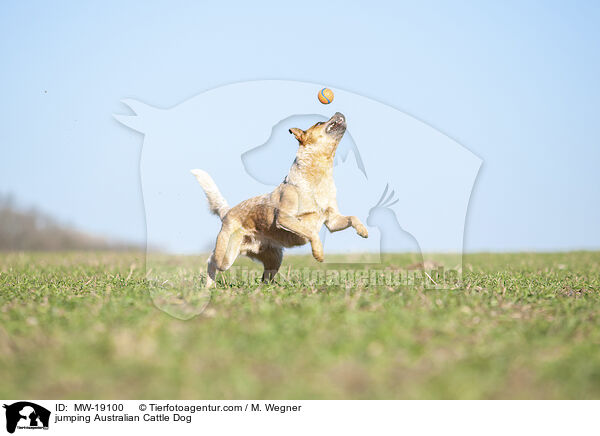 springender Australian Cattle Dog / jumping Australian Cattle Dog / MW-19100