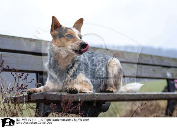 liegender Australian Cattle Dog / lying Australian Cattle Dog / MW-19111