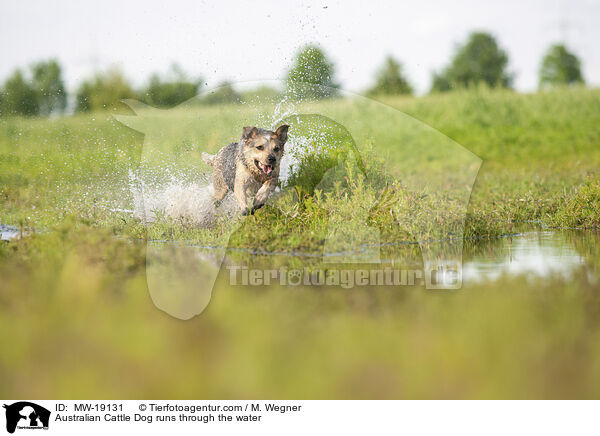 Australian Cattle Dog rennt durchs Wasser / Australian Cattle Dog runs through the water / MW-19131