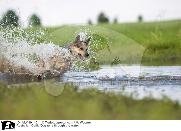 Australian Cattle Dog rennt durchs Wasser / Australian Cattle Dog runs through the water / MW-19140