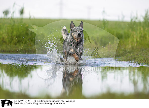Australian Cattle Dog rennt durchs Wasser / Australian Cattle Dog runs through the water / MW-19141