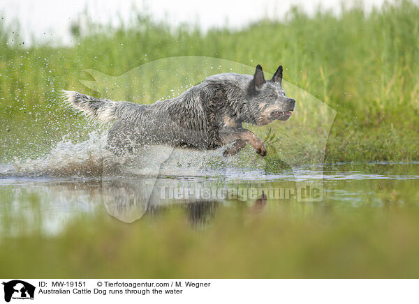 Australian Cattle Dog rennt durchs Wasser / Australian Cattle Dog runs through the water / MW-19151