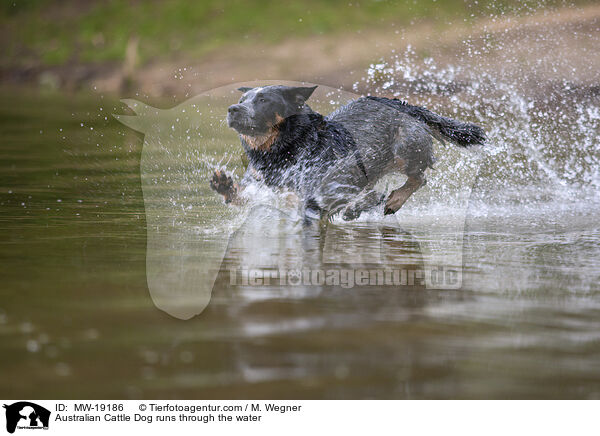 Australian Cattle Dog rennt durchs Wasser / Australian Cattle Dog runs through the water / MW-19186