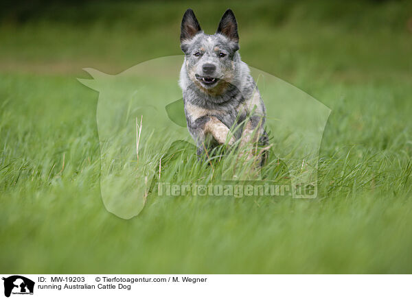 rennender Australian Cattle Dog / running Australian Cattle Dog / MW-19203