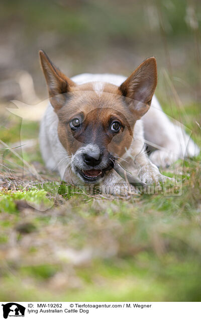 liegender Australian Cattle Dog / lying Australian Cattle Dog / MW-19262