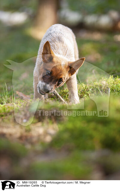 Australian Cattle Dog / Australian Cattle Dog / MW-19265