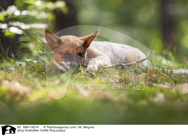 liegender Australian Cattle Dog Welpe / lying Australian Cattle Dog puppy / MW-19274