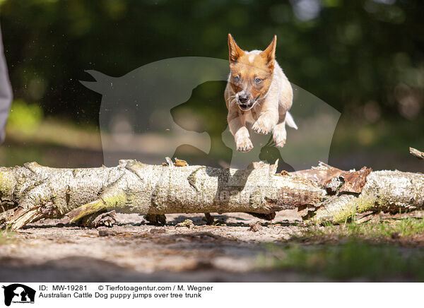 Australian Cattle Dog Welpe springt ber Baumstamm / Australian Cattle Dog puppy jumps over tree trunk / MW-19281
