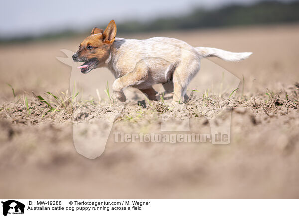 Australian Cattle Dog Welpe rennt ber ein Feld / Australian cattle dog puppy running across a field / MW-19288