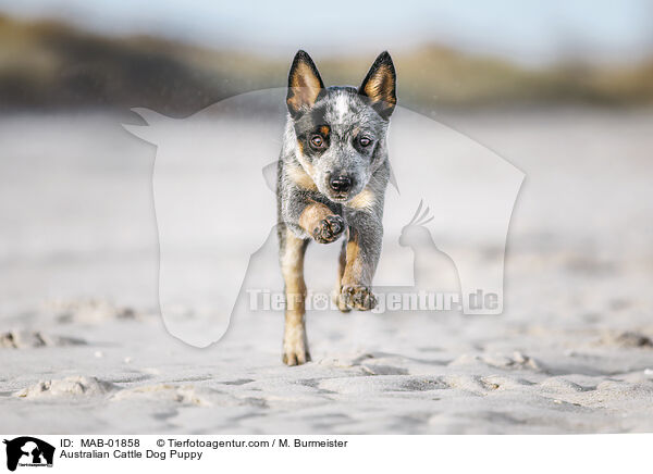 Australian Cattle Dog Puppy / MAB-01858