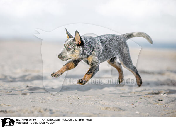 Australian Cattle Dog Welpe / Australian Cattle Dog Puppy / MAB-01861