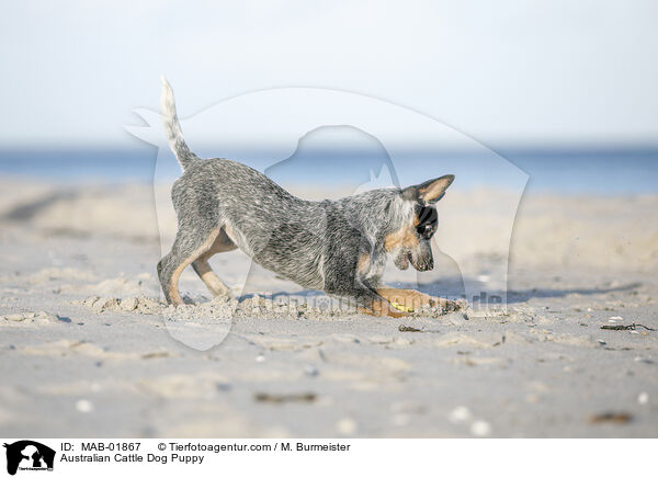 Australian Cattle Dog Welpe / Australian Cattle Dog Puppy / MAB-01867