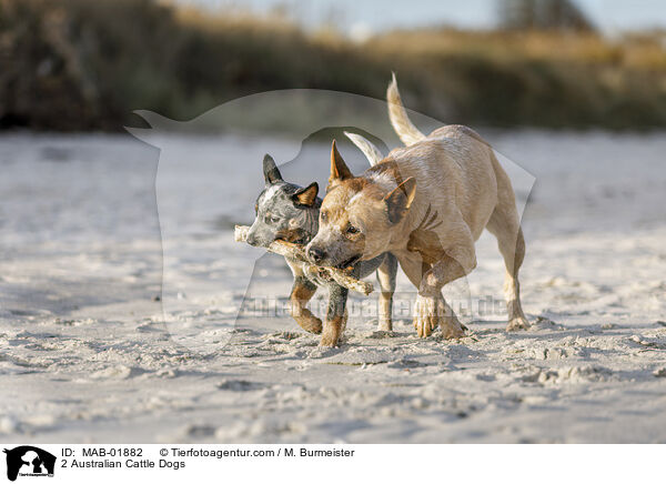 2 Australian Cattle Dogs / 2 Australian Cattle Dogs / MAB-01882