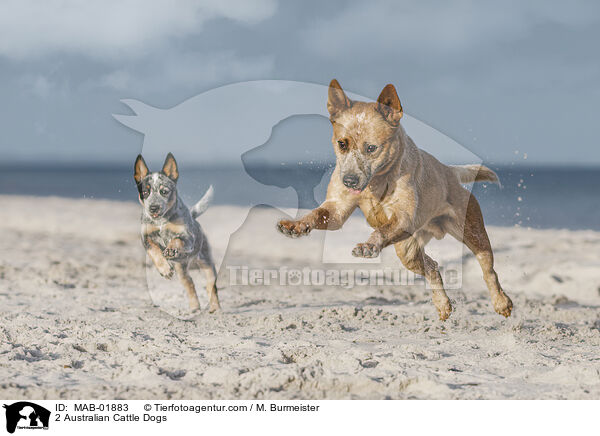 2 Australian Cattle Dogs / 2 Australian Cattle Dogs / MAB-01883
