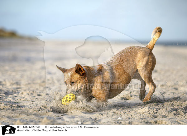 Australian Cattle Dog am Strand / Australian Cattle Dog at the beach / MAB-01890