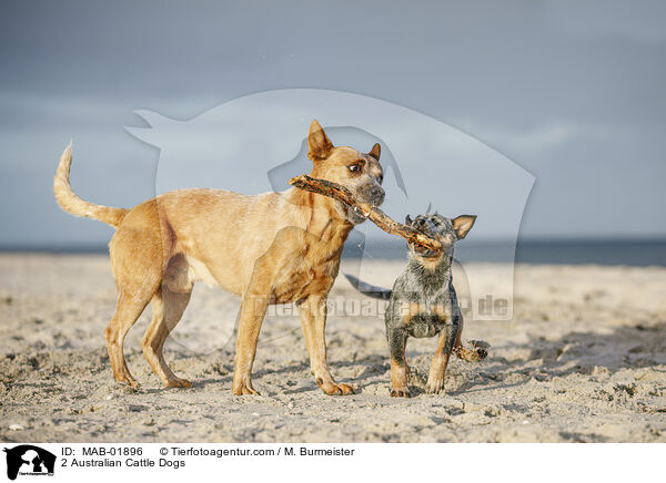 2 Australian Cattle Dogs / 2 Australian Cattle Dogs / MAB-01896