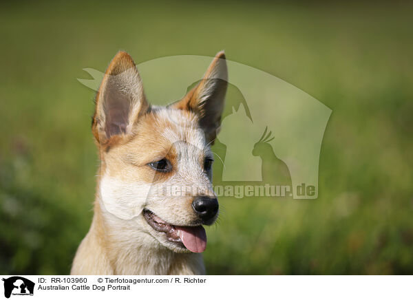 Australian Cattle Dog Portrait / Australian Cattle Dog Portrait / RR-103960