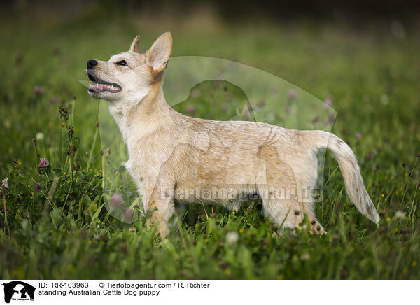 stehender Australian Cattle Dog Welpe / standing Australian Cattle Dog puppy / RR-103963