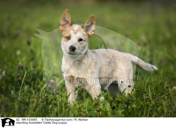 stehender Australian Cattle Dog Welpe / standing Australian Cattle Dog puppy / RR-103965