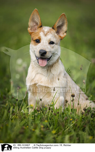 sitzender Australian Cattle Dog Welpe / sitting Australian Cattle Dog puppy / RR-103967