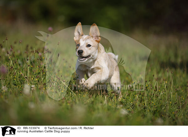 rennender Australian Cattle Dog Welpe / running Australian Cattle Dog puppy / RR-103974