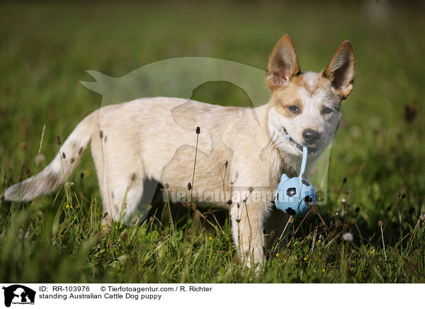 stehender Australian Cattle Dog Welpe / standing Australian Cattle Dog puppy / RR-103976