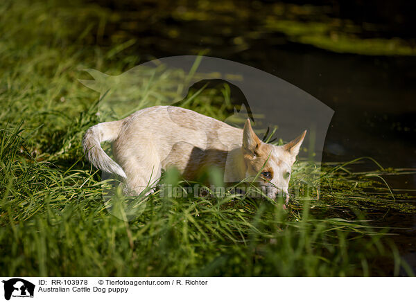 Australian Cattle Dog Welpe / Australian Cattle Dog puppy / RR-103978