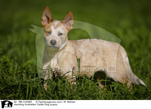 stehender Australian Cattle Dog Welpe / standing Australian Cattle Dog puppy / RR-103985