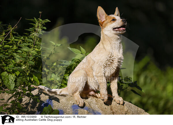 sitzender Australian Cattle Dog Welpe / sitting Australian Cattle Dog puppy / RR-103989