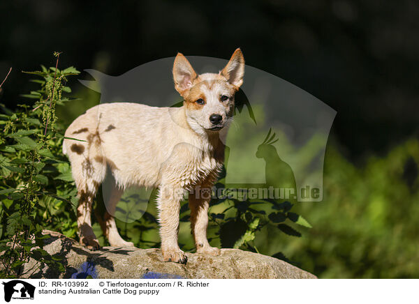 stehender Australian Cattle Dog Welpe / standing Australian Cattle Dog puppy / RR-103992