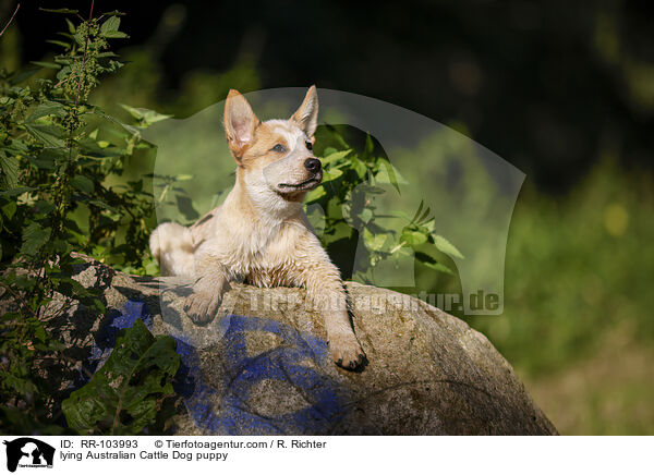 liegender Australian Cattle Dog Welpe / lying Australian Cattle Dog puppy / RR-103993