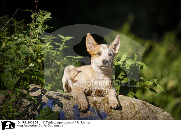 liegender Australian Cattle Dog Welpe / lying Australian Cattle Dog puppy / RR-103994