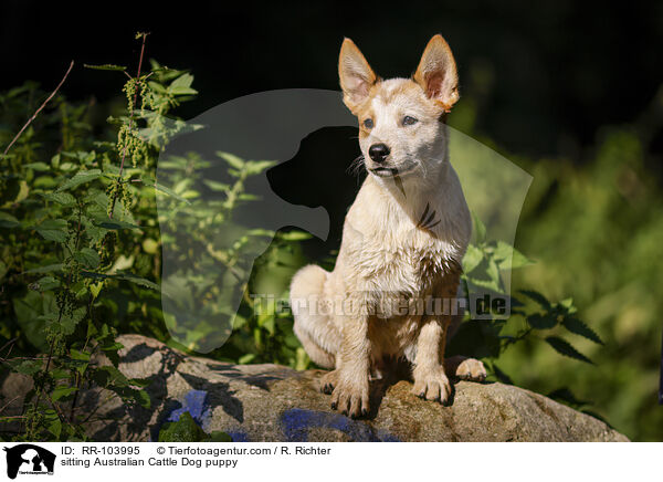 sitzender Australian Cattle Dog Welpe / sitting Australian Cattle Dog puppy / RR-103995