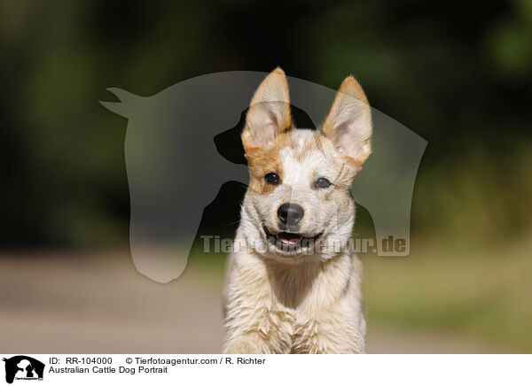 Australian Cattle Dog Portrait / Australian Cattle Dog Portrait / RR-104000