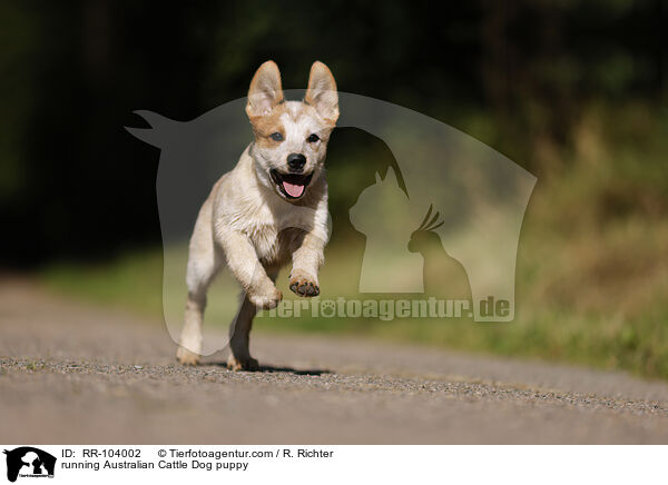 rennender Australian Cattle Dog Welpe / running Australian Cattle Dog puppy / RR-104002