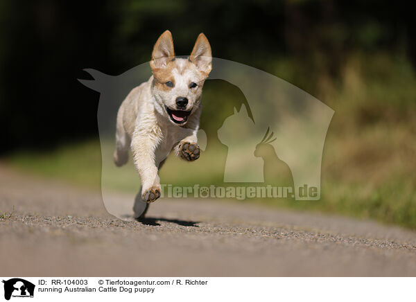 rennender Australian Cattle Dog Welpe / running Australian Cattle Dog puppy / RR-104003