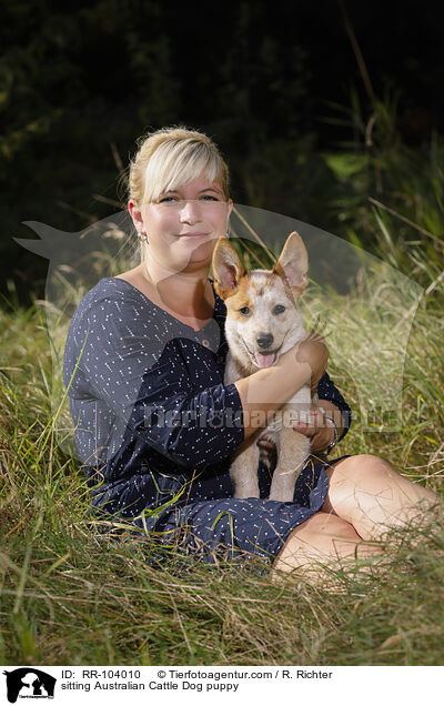 sitzender Australian Cattle Dog Welpe / sitting Australian Cattle Dog puppy / RR-104010