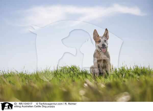 sitzender Australian Cattle Dog Welpe / sitting Australian Cattle Dog puppy / RR-104017