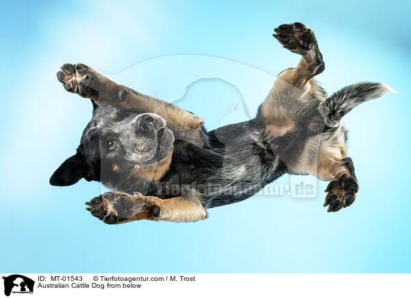 Australian Cattle Dog from below / MT-01543