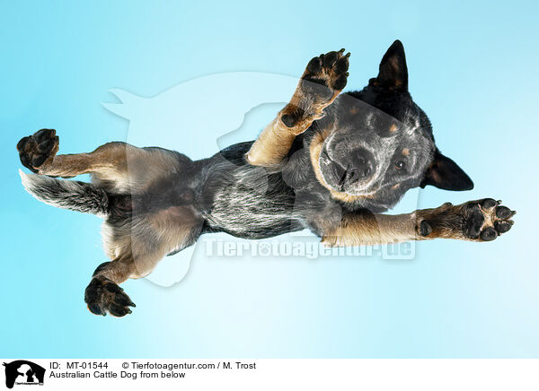 Australian Cattle Dog von unten / Australian Cattle Dog from below / MT-01544