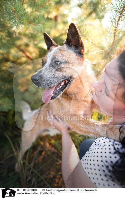Australian Cattle Dog Rde / male Australian Cattle Dog / KS-01094