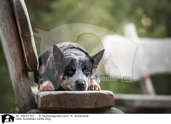 Australian Cattle Dog R�de / male Australian Cattle Dog / KS-01101