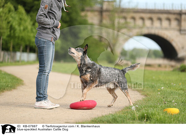 blue-speckled Australian Cattle Dog / blue-speckled Australian Cattle Dog / KB-07887