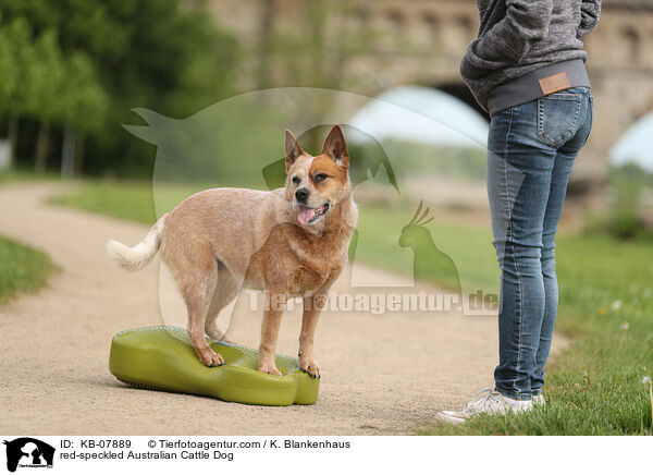 red-speckled Australian Cattle Dog / red-speckled Australian Cattle Dog / KB-07889