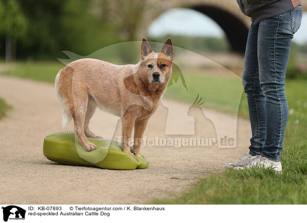 red-speckled Australian Cattle Dog / red-speckled Australian Cattle Dog / KB-07893