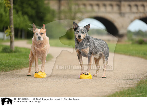 2 Australian Cattle Dogs / 2 Australian Cattle Dogs / KB-07894