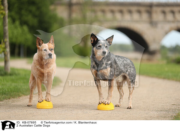 2 Australian Cattle Dogs / 2 Australian Cattle Dogs / KB-07895
