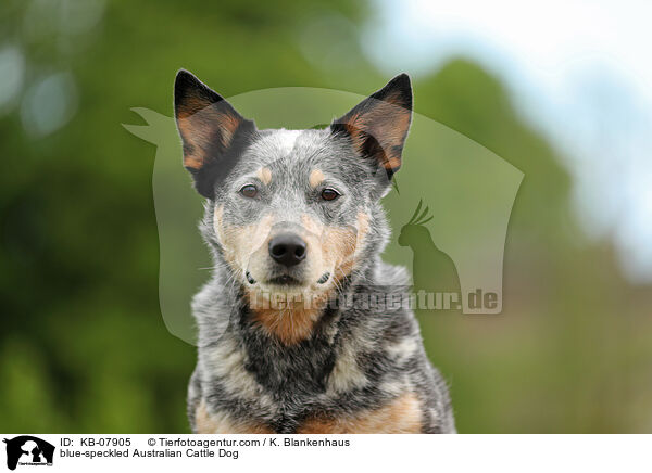 blue-speckled Australian Cattle Dog / blue-speckled Australian Cattle Dog / KB-07905