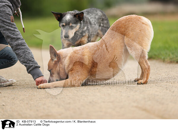 2 Australian Cattle Dogs / 2 Australian Cattle Dogs / KB-07913